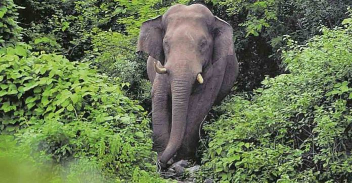 മലക്കപ്പാറയിൽ സ്വകാര്യ ബസ് കാട്ടാന തടഞ്ഞു മലക്കപ്പാറയിൽ സ്വകാര്യ ബസ് കാട്ടാന തടഞ്ഞു