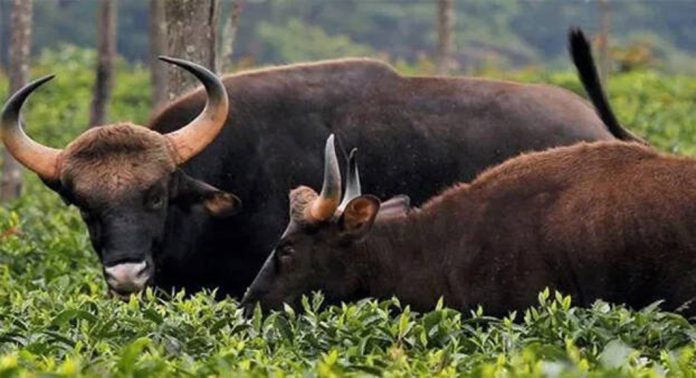 കോഴിക്കോട് കൂരാചുണ്ടില് ജനവാസ മേഖലയില് കാട്ടു പോത്തിറങ്ങി ; നാട്ടുകാർ ഭീതിയിൽ കോഴിക്കോട് കൂരാചുണ്ടില് ജനവാസ മേഖലയില് കാട്ടു പോത്തിറങ്ങി ; നാട്ടുകാർ ഭീതിയിൽ