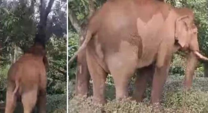 ജനവാസമേഖലയില് വീണ്ടും ചില്ലിക്കൊമ്പനിറങ്ങി ; നാട്ടുകാർ പരിഭ്രാന്തിയിൽ…! ജനവാസമേഖലയില് വീണ്ടും ചില്ലിക്കൊമ്പനിറങ്ങി ; നാട്ടുകാർ പരിഭ്രാന്തിയിൽ…!