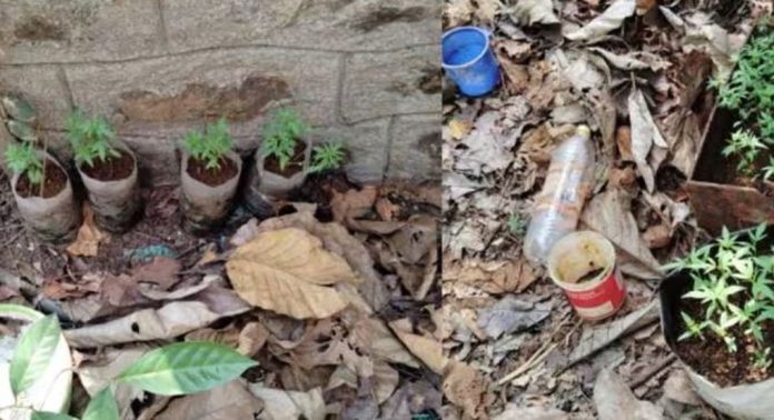 വനംവകുപ്പ് ഓഫീസിൽ കഞ്ചാവ് ചെടി വളർത്തിയെന്ന കേസ് ; റേഞ്ച് ഓഫീസറുടെ മൊഴിയെടുത്തു വനംവകുപ്പ് ഓഫീസിൽ കഞ്ചാവ് ചെടി വളർത്തിയെന്ന കേസ് ; റേഞ്ച് ഓഫീസറുടെ മൊഴിയെടുത്തു