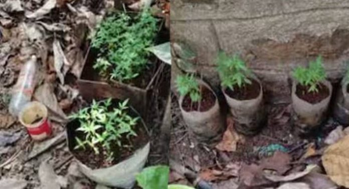 റാന്നി ഫോറസ്റ്റ് സ്റ്റേഷനിലെ ജീവനക്കാർ കഞ്ചാവ് ചെടികൾ വളർത്തിയതായി കണ്ടെത്തി ; റിപ്പോർട്ടുകൾ പുറത്ത് റാന്നി ഫോറസ്റ്റ് സ്റ്റേഷനിലെ ജീവനക്കാർ കഞ്ചാവ് ചെടികൾ വളർത്തിയതായി കണ്ടെത്തി ; റിപ്പോർട്ടുകൾ പുറത്ത്