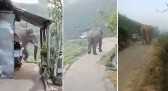 മൂന്നാറിൽ ജനവാസമേഖലയിൽ വീണ്ടും കാട്ടാനയിറങ്ങി മൂന്നാറിൽ ജനവാസമേഖലയിൽ വീണ്ടും കാട്ടാനയിറങ്ങി