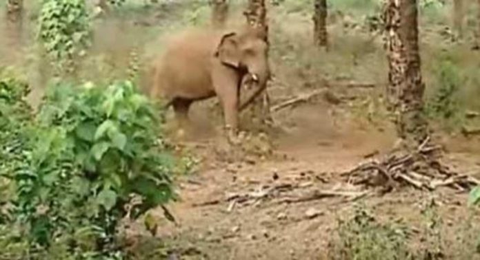 അതിരപ്പിള്ളിയിൽ കണ്ടെത്തിയ കാട്ടാനയുടെ ആരോഗ്യസ്ഥിതിയിൽ മാറ്റമില്ല അതിരപ്പിള്ളിയിൽ കണ്ടെത്തിയ കാട്ടാനയുടെ ആരോഗ്യസ്ഥിതിയിൽ മാറ്റമില്ല