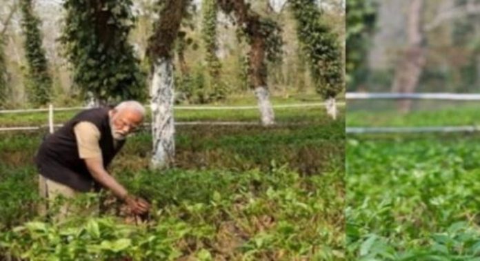 തേയില തോട്ടങ്ങളിലേക്ക് വിനോദ സഞ്ചാരികളെ സ്വാഗതം ചെയ്ത് പ്രധാനമന്ത്രി നരേന്ദ്രമോദി തേയില തോട്ടങ്ങളിലേക്ക് വിനോദ സഞ്ചാരികളെ സ്വാഗതം ചെയ്ത് പ്രധാനമന്ത്രി നരേന്ദ്രമോദി