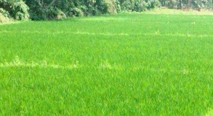 കുമ്മായത്തിന് പകരം സിലിക്ക ഉപയോഗിച്ചു ; നെൽകൃഷിയിൽ നൂറ് മേനി കൊയ്ത് കർഷകർ കുമ്മായത്തിന് പകരം സിലിക്ക ഉപയോഗിച്ചു ; നെൽകൃഷിയിൽ നൂറ് മേനി കൊയ്ത് കർഷകർ