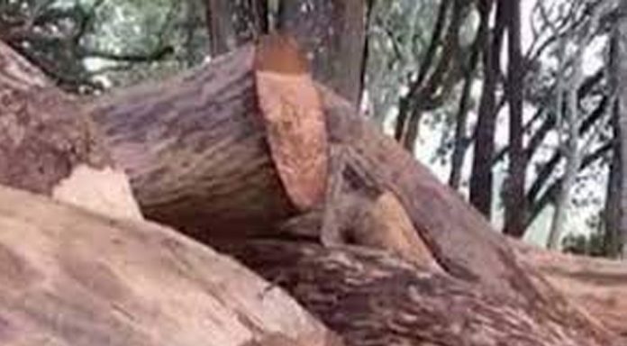 സുഗന്ധഗിരി മരംമുറി : രണ്ട് വനംവകുപ്പ് ജീവനക്കാർക്കെതിരെ നടപടി സുഗന്ധഗിരി മരംമുറി : രണ്ട് വനംവകുപ്പ് ജീവനക്കാർക്കെതിരെ നടപടി