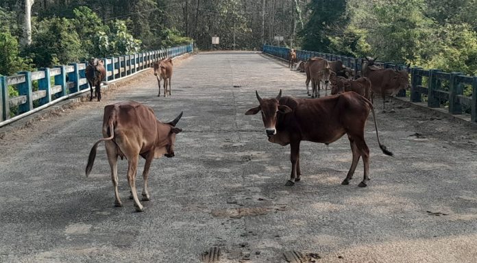കല്ലേലി റോഡിൽ യാത്രാ തടസം സൃഷ്ടിച്ച് കന്നുകാലികൾ കല്ലേലി റോഡിൽ യാത്രാ തടസം സൃഷ്ടിച്ച് കന്നുകാലികൾ