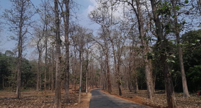 കോന്നിയിൽ തലയെടുപ്പോടെ തേക്കുതോട്ടങ്ങൾ കോന്നിയിൽ തലയെടുപ്പോടെ തേക്കുതോട്ടങ്ങൾ