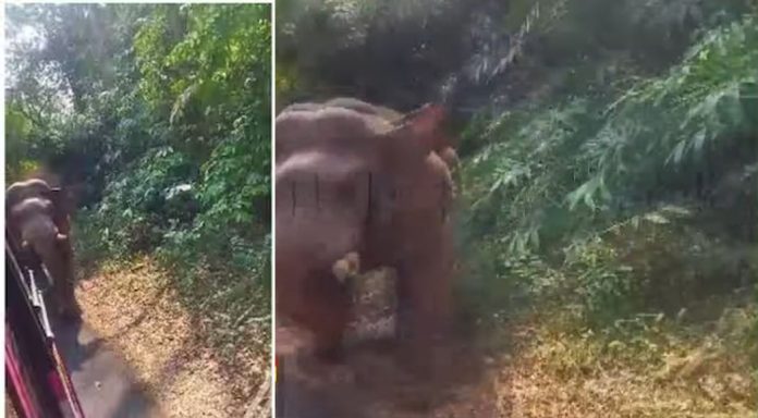 അതിരപ്പിള്ളിയിൽ ബസ് തടഞ്ഞത് ആദിവാസി സ്ത്രീയെ കൊലപ്പെടുത്തിയ കാട്ടാന ; ആന മദപ്പാടിലെന്ന് സൂചന അതിരപ്പിള്ളിയിൽ ബസ് തടഞ്ഞത് ആദിവാസി സ്ത്രീയെ കൊലപ്പെടുത്തിയ കാട്ടാന ; ആന മദപ്പാടിലെന്ന് സൂചന