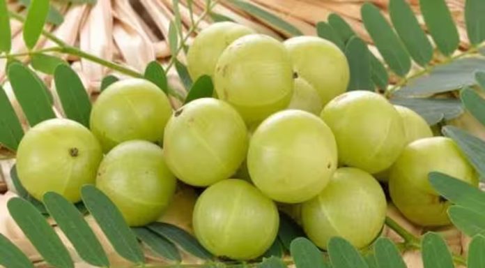 നെല്ലിക്ക പോഷകഗുണങ്ങളുടെയും ഔഷധ മൂല്യങ്ങളുടെയും ഒരു വലിയ കലവറയാണ് നെല്ലിക്ക പോഷകഗുണങ്ങളുടെയും ഔഷധ മൂല്യങ്ങളുടെയും ഒരു വലിയ കലവറയാണ്