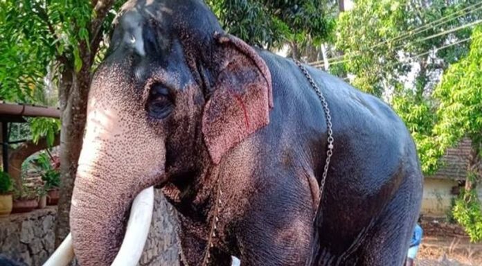മംഗലാംകുന്ന് അയ്യപ്പൻ ചരിഞ്ഞു മംഗലാംകുന്ന് അയ്യപ്പൻ ചരിഞ്ഞു