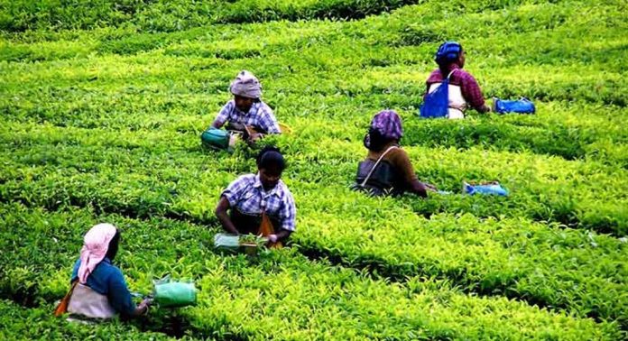 തോട്ടം തൊഴിലാളികൾക്ക് ആശ്വാസം ; ഗ്രാറ്റുവിറ്റി ഒരാഴ്ചയ്ക്കുള്ളിൽ നൽകി തുടങ്ങും തോട്ടം തൊഴിലാളികൾക്ക് ആശ്വാസം ; ഗ്രാറ്റുവിറ്റി ഒരാഴ്ചയ്ക്കുള്ളിൽ നൽകി തുടങ്ങും