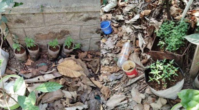വനം വകുപ്പ് ഓഫീസില് ഗ്രോബാഗില് കഞ്ചാവ് കൃഷി ; റിപ്പോര്ട്ട് ചെയ്ത ഓഫീസര്ക്ക് സ്ഥലം മാറ്റം വനം വകുപ്പ് ഓഫീസില് ഗ്രോബാഗില് കഞ്ചാവ് കൃഷി ; റിപ്പോര്ട്ട് ചെയ്ത ഓഫീസര്ക്ക് സ്ഥലം മാറ്റം