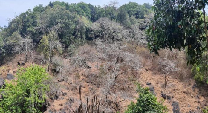 മഴ ലഭിക്കാതെ കർണാടക വനം പ്രദേശങ്ങൾ ; മരങ്ങൾ കരിഞ്ഞുണങ്ങി തുടങ്ങി മഴ ലഭിക്കാതെ കർണാടക വനം പ്രദേശങ്ങൾ ; മരങ്ങൾ കരിഞ്ഞുണങ്ങി തുടങ്ങി