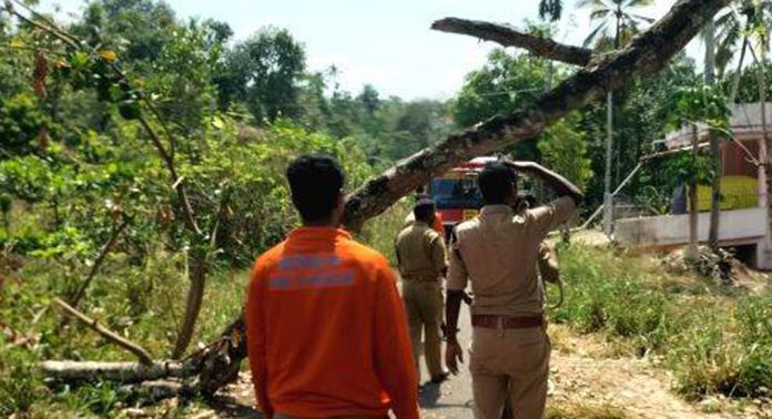 കെഐപി കനാൽ റോഡിന് കുറുകെ ഒടിഞ്ഞുകിടന്ന പ്ലാവ് മരത്തിന്റെ ശിഖരം വെട്ടിമാറ്റി കെഐപി കനാൽ റോഡിന് കുറുകെ ഒടിഞ്ഞുകിടന്ന പ്ലാവ് മരത്തിന്റെ ശിഖരം വെട്ടിമാറ്റി