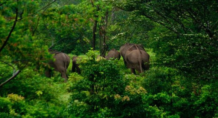 സഞ്ചാരികള്ക്കായി ഗവി വീണ്ടും തുറന്നു സഞ്ചാരികള്ക്കായി ഗവി വീണ്ടും തുറന്നു