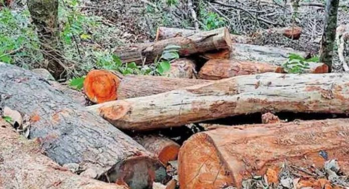 വയനാട് സുഗന്ധഗിരി മരം മുറിക്കേസ്; പ്രതികൾക്ക് മുൻകൂർ ജാമ്യം ഇല്ല വയനാട് സുഗന്ധഗിരി മരം മുറിക്കേസ്; പ്രതികൾക്ക് മുൻകൂർ ജാമ്യം ഇല്ല