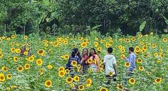 പൂത്തുലഞ്ഞ് സൂര്യകാന്തിപ്പാടം ; ഏനാത്ത് പാടത്തിലേക്ക് സഞ്ചാരികളുടെ പ്രവാഹം പൂത്തുലഞ്ഞ് സൂര്യകാന്തിപ്പാടം ; ഏനാത്ത് പാടത്തിലേക്ക് സഞ്ചാരികളുടെ പ്രവാഹം