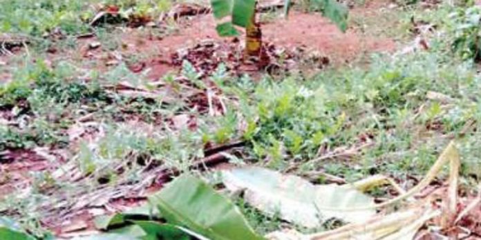 വള്ളികുന്നം പടയണിവെട്ടം ഭാഗത്ത് കാട്ടുപന്നികൾ വാഴക്കൃഷി നശിപ്പിച്ചു വള്ളികുന്നം പടയണിവെട്ടം ഭാഗത്ത് കാട്ടുപന്നികൾ വാഴക്കൃഷി നശിപ്പിച്ചു