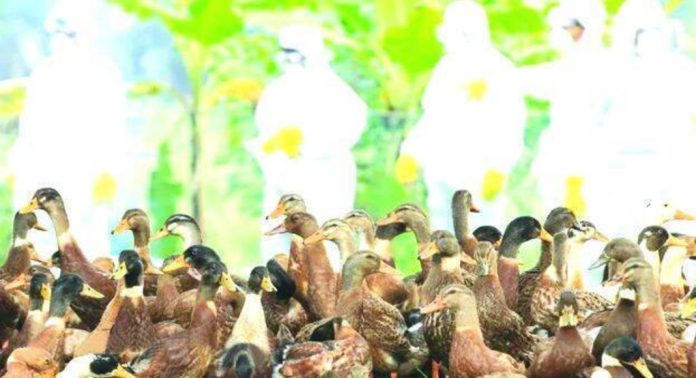 പക്ഷിപ്പനി : താറാവ്, കോഴി എന്നിവയുടെ ഇറച്ചിയും മുട്ടയും വിൽക്കുന്നതിന് ആലപ്പുഴയിൽ പ്രാദേശിക നിരോധനം പക്ഷിപ്പനി : താറാവ്, കോഴി എന്നിവയുടെ ഇറച്ചിയും മുട്ടയും വിൽക്കുന്നതിന് ആലപ്പുഴയിൽ പ്രാദേശിക നിരോധനം