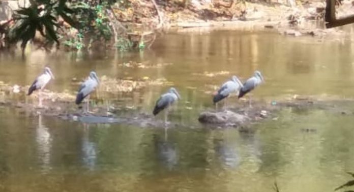 കല്ലാറ്റിൽ സഞ്ചാരികൊക്കുകൾ വിരുന്നെത്തി കല്ലാറ്റിൽ സഞ്ചാരികൊക്കുകൾ വിരുന്നെത്തി