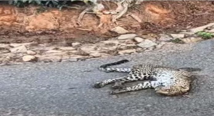 നെല്ലിയാമ്പതിയില് റോഡരികില് പുലിയെ ചത്തനിലയില് കണ്ടെത്തി നെല്ലിയാമ്പതിയില് റോഡരികില് പുലിയെ ചത്തനിലയില് കണ്ടെത്തി