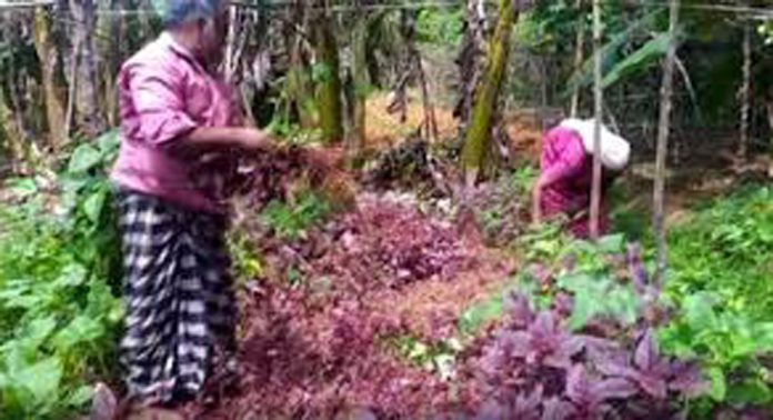 ചീര കർഷകരെ പ്രതിസന്ധിയിലാക്കി ചൂടും ഇടവിട്ടുള്ള വേനൽമഴയും ചീര കർഷകരെ പ്രതിസന്ധിയിലാക്കി ചൂടും ഇടവിട്ടുള്ള വേനൽമഴയും