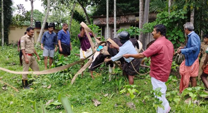 കോന്നിയില് ഓടയിൽ വീണ പശുവിനെ അഗ്നിരക്ഷസേന രക്ഷപെടുത്തി കോന്നിയില് ഓടയിൽ വീണ പശുവിനെ അഗ്നിരക്ഷസേന രക്ഷപെടുത്തി