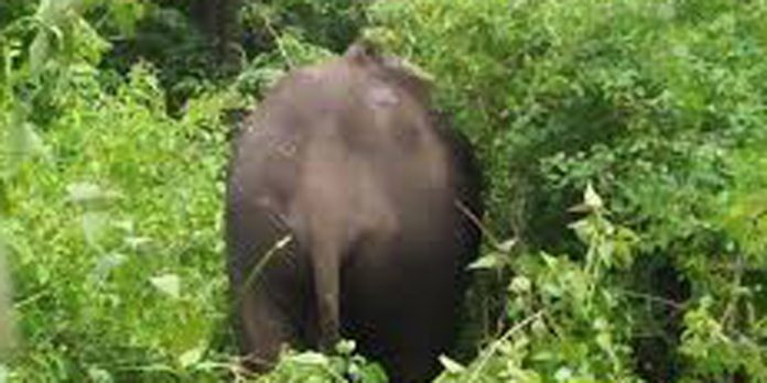മലപ്പുറം നിലമ്പൂരിൽ ചാലിയാർ പുഴയുടെ തീരത്ത് അവശ നിലയിൽ കാട്ടാനയെ കണ്ടെത്തി മലപ്പുറം നിലമ്പൂരിൽ ചാലിയാർ പുഴയുടെ തീരത്ത് അവശ നിലയിൽ കാട്ടാനയെ കണ്ടെത്തി