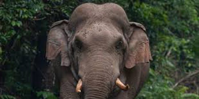 കാട്ടാന ഭീതിയില് പത്തനംതിട്ടയുടെ മലയോര മേഖല കാട്ടാന ഭീതിയില് പത്തനംതിട്ടയുടെ മലയോര മേഖല