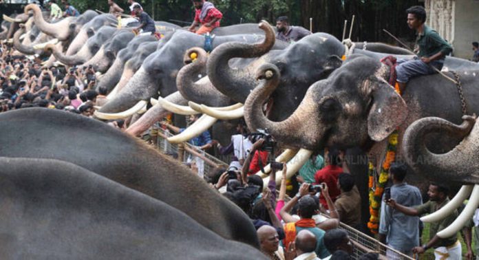 ആന എഴുന്നള്ളിപ്പിന് പരാതികൾ ഉയർന്ന നിര്ദേശം പിന്വലിച്ച് വനംവകുപ്പ് ; ആനകള്ക്ക് അസ്വസ്ഥത ഉണ്ടാകാത്ത തരത്തില് ക്രമീകരണങ്ങള് നടത്തിയാൽ മതിയെന്ന് പുതിയ നിർദേശം ആന എഴുന്നള്ളിപ്പിന് പരാതികൾ ഉയർന്ന നിര്ദേശം പിന്വലിച്ച് വനംവകുപ്പ് ; ആനകള്ക്ക് അസ്വസ്ഥത ഉണ്ടാകാത്ത തരത്തില് ക്രമീകരണങ്ങള് നടത്തിയാൽ മതിയെന്ന് പുതിയ നിർദേശം