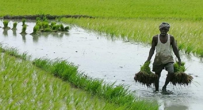 വരമ്പത്ത് കൂലി എവിടെ ? .. പണയം വെച്ചും കടംവാങ്ങിയും കൃഷിയിറക്കിയവര് വന് പ്രതിസന്ധിയില് വരമ്പത്ത് കൂലി എവിടെ ? .. പണയം വെച്ചും കടംവാങ്ങിയും കൃഷിയിറക്കിയവര് വന് പ്രതിസന്ധിയില്