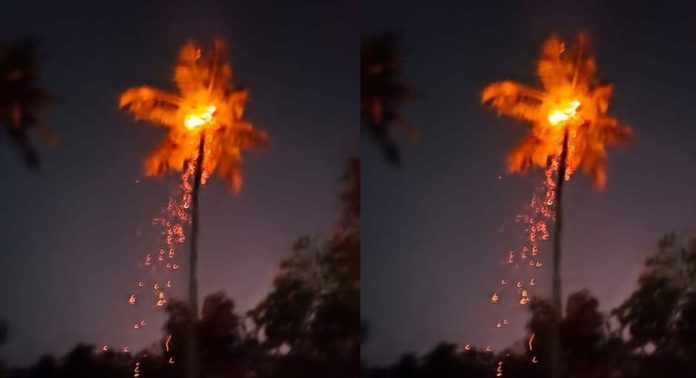 ഇടിമിന്നലിൽ മുണ്ടക്കയം വരിക്കാനിയിൽ തെങ്ങ് കത്തി ഇടിമിന്നലിൽ മുണ്ടക്കയം വരിക്കാനിയിൽ തെങ്ങ് കത്തി