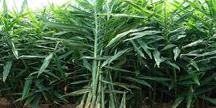 വന്യമൃഗശല്യം ഒഴിവാക്കാൻ ഫലവർഗ കൃഷി ഉപേക്ഷിച്ച് വന്യമൃഗങ്ങൾ ഭക്ഷിക്കാത്തതും വിപണന സാധ്യതയുള്ളതുമായ വിളകൾ കൃഷി ചെയ്യണമെന്ന് നിർദേശം വന്യമൃഗശല്യം ഒഴിവാക്കാൻ ഫലവർഗ കൃഷി ഉപേക്ഷിച്ച് വന്യമൃഗങ്ങൾ ഭക്ഷിക്കാത്തതും വിപണന സാധ്യതയുള്ളതുമായ വിളകൾ കൃഷി ചെയ്യണമെന്ന് നിർദേശം