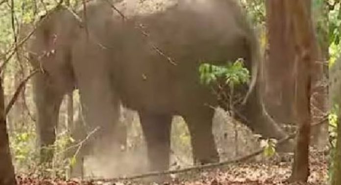 ട്രാക്ക് മുറിച്ചുകടക്കുന്നതിനിടെ അപകടത്തിൽപ്പെട്ട കാട്ടാനയുടെ നില അതീവ ഗുരുതരമായി തുടരുന്നു ട്രാക്ക് മുറിച്ചുകടക്കുന്നതിനിടെ അപകടത്തിൽപ്പെട്ട കാട്ടാനയുടെ നില അതീവ ഗുരുതരമായി തുടരുന്നു