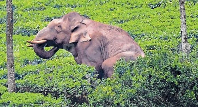 കാട്ടാന ശല്യം അതിരൂക്ഷമാകുന്നു; ചിന്നക്കനാലിൽ ആർ.ആർ. ടി സംഘത്തെ വിപുലീകരിച്ച് വനം വകുപ്പ് കാട്ടാന ശല്യം അതിരൂക്ഷമാകുന്നു; ചിന്നക്കനാലിൽ ആർ.ആർ. ടി സംഘത്തെ വിപുലീകരിച്ച് വനം വകുപ്പ്