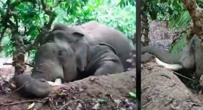 വയനാട്ടിൽ കാട്ടാനയെ ചരിഞ്ഞ നിലയില് കണ്ടെത്തി ; വൈദ്യുതാഘാതമേറ്റെന്ന് സംശയം വയനാട്ടിൽ കാട്ടാനയെ ചരിഞ്ഞ നിലയില് കണ്ടെത്തി ; വൈദ്യുതാഘാതമേറ്റെന്ന് സംശയം