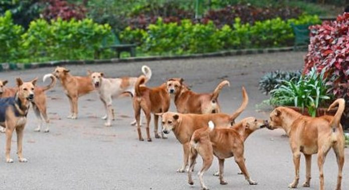 അടൂരില് പേപ്പട്ടിയുടെ കടിയേറ്റയാള് മരിച്ചു അടൂരില് പേപ്പട്ടിയുടെ കടിയേറ്റയാള് മരിച്ചു