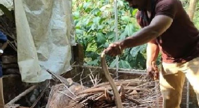 മന്ദമരുതി മുൻ വാർഡ് മെമ്പറിൻ്റെ വീട്ടിൽ നിന്ന് മൂർഖൻ പാമ്പിനെ പിടികൂടി മന്ദമരുതി മുൻ വാർഡ് മെമ്പറിൻ്റെ വീട്ടിൽ നിന്ന് മൂർഖൻ പാമ്പിനെ പിടികൂടി
