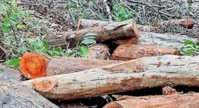 സുഗന്ധഗിരി മരംമുറിക്കൽ കേസ് ; മൂന്നു ഉദ്യോഗസ്ഥർക്ക് കൂടി സസ്പെൻഷൻ സുഗന്ധഗിരി മരംമുറിക്കൽ കേസ് ; മൂന്നു ഉദ്യോഗസ്ഥർക്ക് കൂടി സസ്പെൻഷൻ