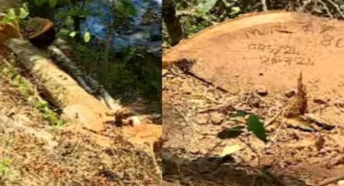 സുഗന്ധിഗിരിയിൽ നിന്ന് 71 മരങ്ങൾ മുറിച്ച് കടത്തി ; ഒത്താശക്ക് വനം വകുപ്പ് ഉദ്യോഗസ്ഥരും, ഞെട്ടിപ്പിക്കുന്ന റിപ്പോർട്ടുകൾ പുറത്ത് സുഗന്ധിഗിരിയിൽ നിന്ന് 71 മരങ്ങൾ മുറിച്ച് കടത്തി ; ഒത്താശക്ക് വനം വകുപ്പ് ഉദ്യോഗസ്ഥരും, ഞെട്ടിപ്പിക്കുന്ന റിപ്പോർട്ടുകൾ പുറത്ത്