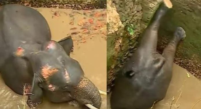കിണറ്റില് വീണ കാട്ടാനയെ മയക്കുവെടി വച്ച് പിടികൂടണം ; വ്യാപക പ്രതിഷേധവുമായി നാട്ടുകാർ കിണറ്റില് വീണ കാട്ടാനയെ മയക്കുവെടി വച്ച് പിടികൂടണം ; വ്യാപക പ്രതിഷേധവുമായി നാട്ടുകാർ
