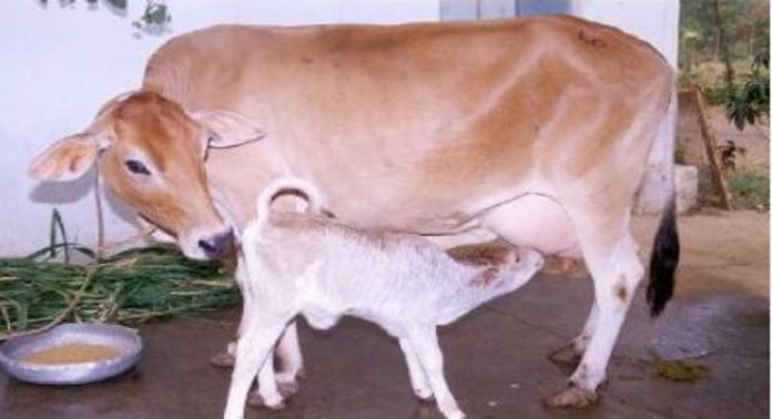 വേനൽച്ചൂട് ഉത്പാദനത്തെ ബാധിക്കുന്നു ; ‘മിൽമ’യുടെ പ്രതിദിന പാൽ സംഭരണത്തിൽ 11.35 ശതമാനം കുറവ് വേനൽച്ചൂട് ഉത്പാദനത്തെ ബാധിക്കുന്നു ; ‘മിൽമ’യുടെ പ്രതിദിന പാൽ സംഭരണത്തിൽ 11.35 ശതമാനം കുറവ്