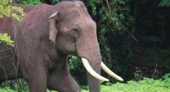കാടിറങ്ങുന്ന കലി ; പത്തനംതിട്ടയിൽ കാട്ടാന ആക്രമണത്തിൽ ഒരാള് കൊല്ലപ്പെട്ടതായി റിപ്പോർട്ടുകൾ കാടിറങ്ങുന്ന കലി ; പത്തനംതിട്ടയിൽ കാട്ടാന ആക്രമണത്തിൽ ഒരാള് കൊല്ലപ്പെട്ടതായി റിപ്പോർട്ടുകൾ