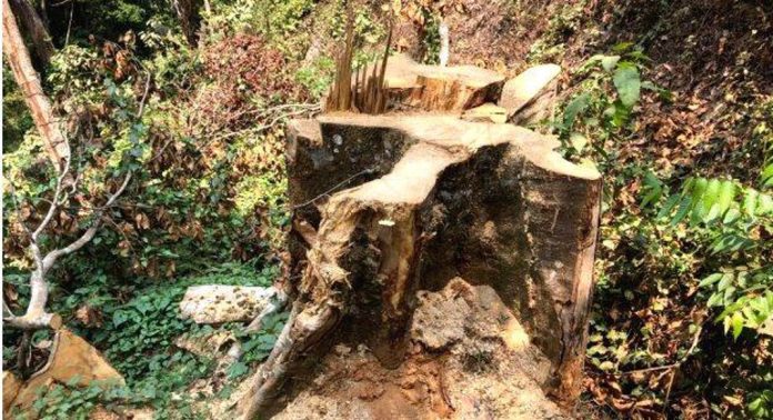 സുഗന്ധഗിരി മരം മുറി കേസ് ; എല്ലാം നടന്നത് അധികൃതരുടെ ഒത്താശയോടെ, റിപ്പോർട്ടുകൾ പുറത്ത് സുഗന്ധഗിരി മരം മുറി കേസ് ; എല്ലാം നടന്നത് അധികൃതരുടെ ഒത്താശയോടെ, റിപ്പോർട്ടുകൾ പുറത്ത്