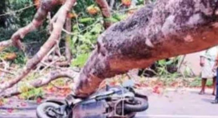 മരം കടപുഴകി വീണ് അപകടം ; സ്കൂട്ടര് യാത്രികന് ഗുരുതര പരിക്ക് മരം കടപുഴകി വീണ് അപകടം ; സ്കൂട്ടര് യാത്രികന് ഗുരുതര പരിക്ക്