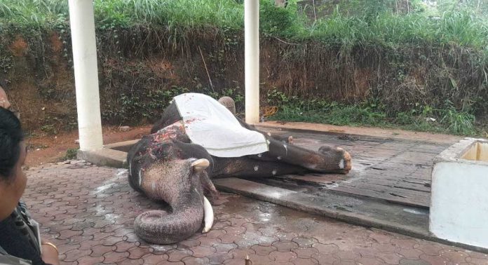കുങ്കിയാന കോടനാട് നീലകണ്ഠൻ ചരിഞ്ഞു കുങ്കിയാന കോടനാട് നീലകണ്ഠൻ ചരിഞ്ഞു
