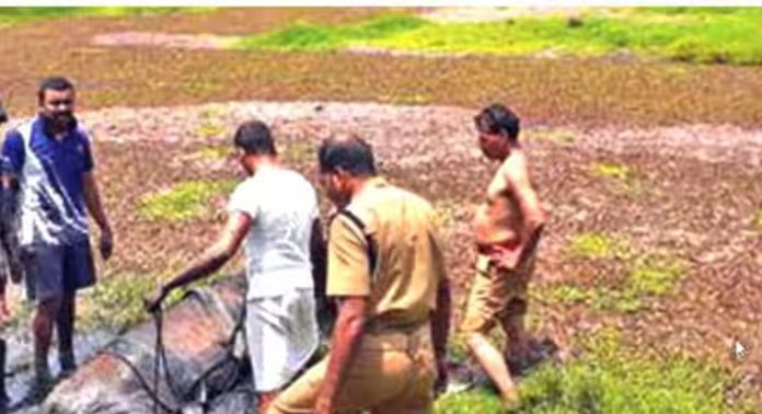 ചതുപ്പുനിലത്തിൽ പൂണ്ടുപോയ പശുവിനെ അഗ്നിരക്ഷാസേന രക്ഷപ്പെടുത്തി ചതുപ്പുനിലത്തിൽ പൂണ്ടുപോയ പശുവിനെ അഗ്നിരക്ഷാസേന രക്ഷപ്പെടുത്തി