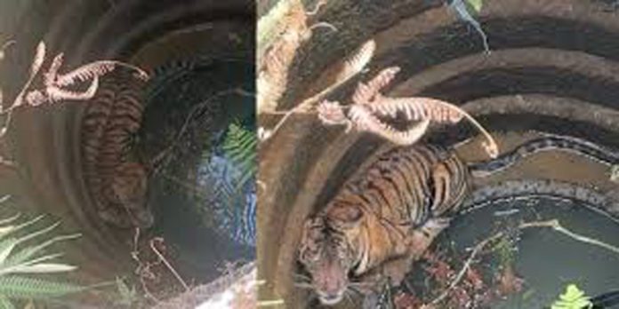 വയനാട് മൂന്നാനക്കുഴിയില് കിണറ്റില് വീണ കടുവയെ രക്ഷപെടുത്തി വയനാട് മൂന്നാനക്കുഴിയില് കിണറ്റില് വീണ കടുവയെ രക്ഷപെടുത്തി