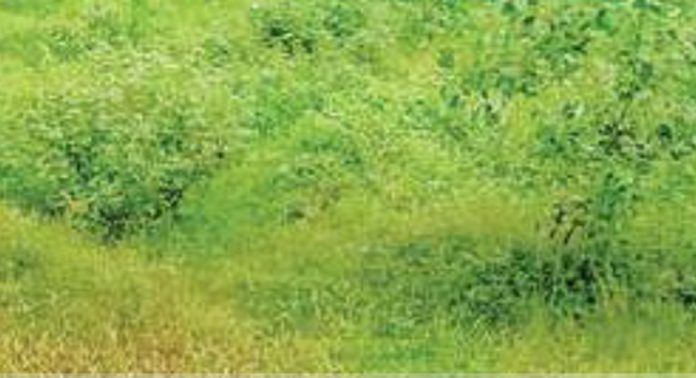 കവിയൂർ കെ.എൻ.എം. ഗവൺമെന്റ് ഹൈസ്കൂളിന്റെ പെരുംപടിയിലെ മൈതാനം കാട് പിടിക്കുന്നു കവിയൂർ കെ.എൻ.എം. ഗവൺമെന്റ് ഹൈസ്കൂളിന്റെ പെരുംപടിയിലെ മൈതാനം കാട് പിടിക്കുന്നു